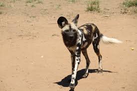 Chiranjeevi praises nagarjuna's 'wild dog' 05 april 2021 | the news minute. West African Wild Dog Wikipedia
