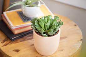 We are unable to ship plants. Crinkle Leaf Plant Care Growing Guide