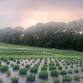 Lavender Garden Party