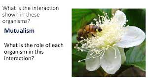 What makes a good pollinator plant? Interactions In The Ecosystem Review For Cua Ppt Download