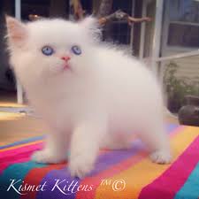 Black And White Persian Cat With Blue Eyes Kismetkittens For Sale Flame Point Toy Doll Face Kitten With Blue Eyes Male Ready To Go Now Persian Cat Persian Cat Doll Face Persian Kittens For Sale