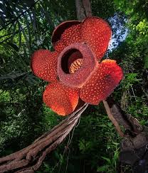 Maybe you would like to learn more about one of these? 7 Flora Endemik Dan Khas Pulau Sumatera Yang Mengagumkan Abangnji Com