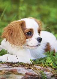 Anna Lee Rose Cavalier King Charles Spaniel By Leanne Newman Cavalier King Charles Dog King Charles Cavalier Spaniel Puppy Cavalier King Charles Spaniel