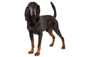 Maybe you would like to learn more about one of these? Black And Tan Coonhound Dog Breed Information