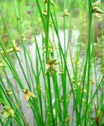 Image result for Schoenoplectiella roylei