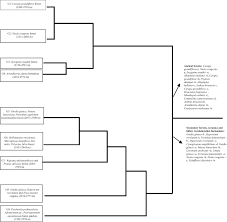 Image result for Microglossa densiflora