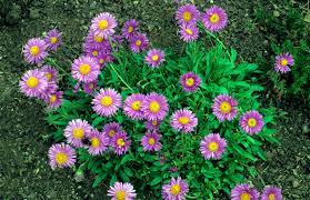 How To Grow Asters Aster Flower Flower Garden Plans Fall Blooming Flowers