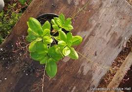 Image result for Talinum tenuissimum