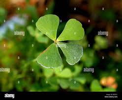 Image result for Marsilea aegyptiaca