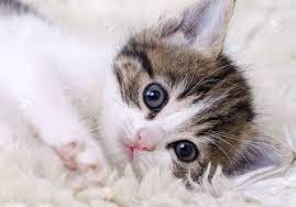Therefore, bored panda has compiled this list of the world's most adorable kitten pictures. Cute Beautiful Kitten Baby Cat Isolated In The House Stock Photo Picture And Royalty Free Image Image 93480218