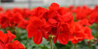 Cand incepe sa nu mai functioneze ceva in telefoncand telefonul nu mai functioneaza deloc ca. MuÈcatele Plantare Ingrijire VarietÄÈi Glissando Garden Center