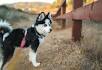 Pomeranian Husky (Pomsky): Price, Pictures, Breeders ...