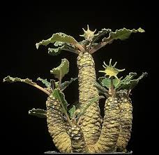 Image result for Dorstenia