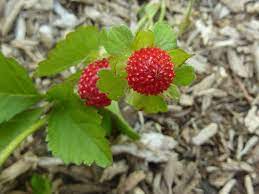 Tiny red berries in grass. Https Www Motherearthliving Com Food And Recipes Garden Giveaway Mignonette Strawberries