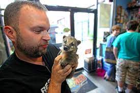 Maybe you would like to learn more about one of these? The Record On Twitter You Ll Never Find A Coatimundi In A Petco Flip To Business Today To Read About Nj Exotic Pets In Lodi Http T Co Zkoeic2mfp