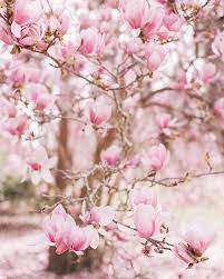 Its Magnolia Season In Charleston Japanesemagnolia Magnoliaseason Charleston Explorecharleston Hamptonp Magnolia Trees Beautiful Flowers Beautiful Blooms