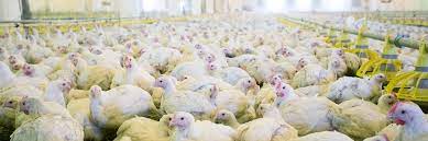 We perform only the most thorough and comprehensive treatments, and we'll never implement a solution without determining the right one for. Poultry Care A1 Mist Sprayers A1 Mist Sprayers