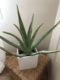 L Aloe Vera La Vraie Plante Miracle Plante Aloes Plante Jardin