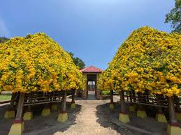 Before the blog post, let's watch a short video on this nature gem of ipoh. Purr Fect Blooms Cats Claw Creeper Springs Delight At Gunung Lang Recreational Park The Star