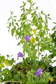 Image result for Ruellia praetermissa