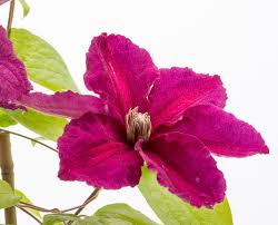 We did not find results for: Waldrebe Ernest Markham Clematis Hybriden Ernest Markham Gunstig Online Kaufen