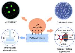 You will never have bad hair day no more. Impact Of Substrate Stiffness On Dermal Papilla Aggregates In Microgels Biomaterials Science Rsc Publishing Doi 10 1039 C8bm00248g