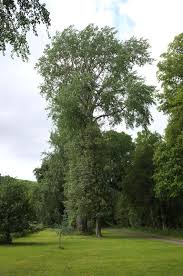 Image result for Populus ×  canescens