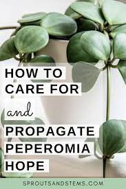 Peperomia Hope Care Propagation And More In 2021 Peperomia Peperomia Plant Plant Care Houseplant