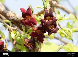 Image result for Markhamia zanzibarica