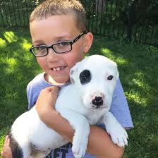 Why does my dog have black spots? Pet Spot Family Rescues Lucky Whose Black Eye Matches Their Son S Pet Photos Myleaderpaper Com