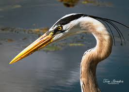 Hello everyone! I am thinking to relocate here. Why do you like living in  Tavares? What are “+”s and “-“s? And do you feel safe living here? Thank  you❤️❤️❤️