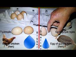 If you want to eat and hatching the noontime is best to collect them. Hen Vs Guinea Fowl Egg Youtube