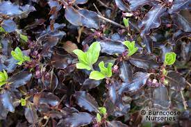 Check spelling or type a new query. Pittosporum Tenuifolium Tom Thumb From Burncoose Nurseries
