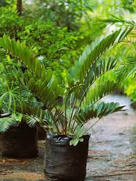 Image result for Cycas
