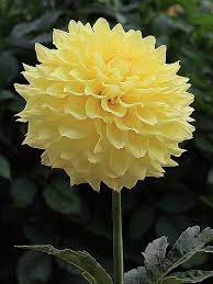 Pin On Perennials