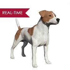 3d Realistic Jack Russell Dog Jack Russell 3d Model Jack Russell Terrier