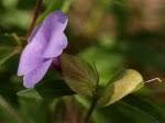 Image result for Barleria mackenii