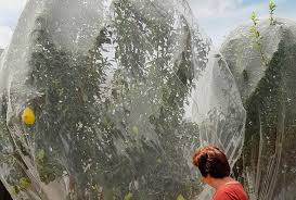 It adds a physical barrier: 6 Steps To Looking After Fruit Fly And Bird Nets Grow Great Fruit