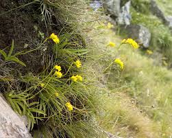 Image result for Schizochilus sulphureus