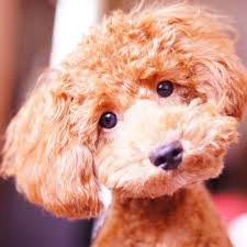 33 Best Small Dog Breeds Most Popular Small Dogs For Tiny Spaces
