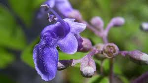 Image result for Vitex thyrsiflora