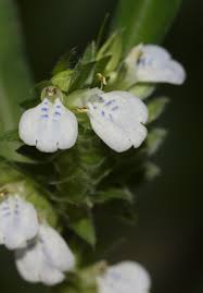 Image result for Rungia