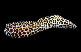 Image result for Scleria tessellata