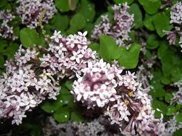 Image result for Syringa meyeri ´Palibin