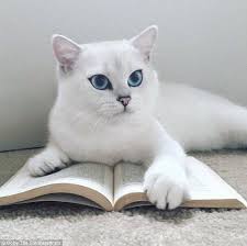 Blue Steel Coby Is A British Shorthair Cat Many Of Which Are Grey With Copper Eyes Cat With Blue Eyes British Shorthair Cats Cats