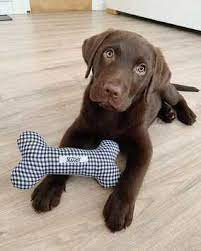 Maybe you would like to learn more about one of these? Labrador Retriever Puppies Lab Puppy For Sale Lab Puppies For Sale Labrador Retriever Puppies For Sale Sammy Labrador Retriever