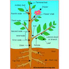 Floral diagram is a graphic representation of flower structure. Plant Anatomical Diagram