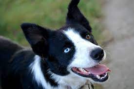 Bi Eyed Love Smooth Coat Border Collie Awesome Looking Dog I Want Her Dog Friends Cow Dogs Border Collie Mix