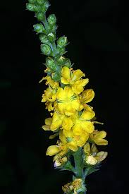 Image result for Agrimonia