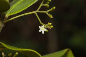 Image result for Cassinopsis